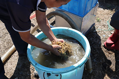 小分けにしたカノコソウをバケツの水につけて予洗いする画像