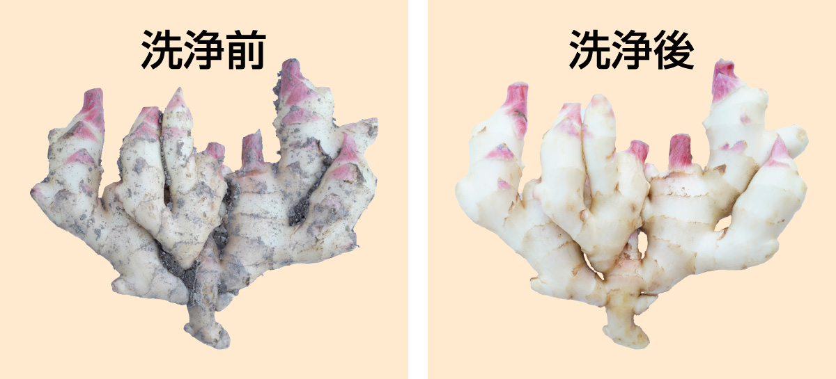 二流体根菜洗浄機で洗った新生姜のビフォーアフター画像