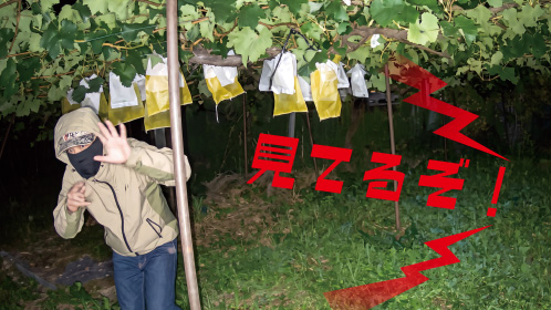 双方向通話